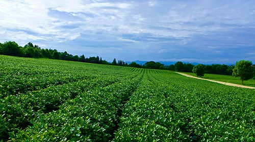 茶葉展示