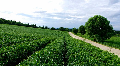 綠茶展示