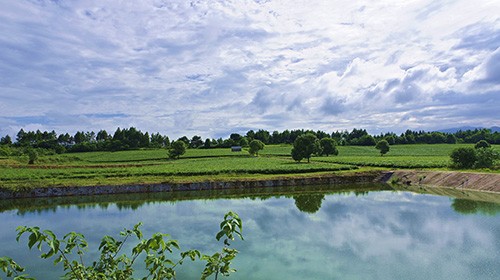 茶園風光