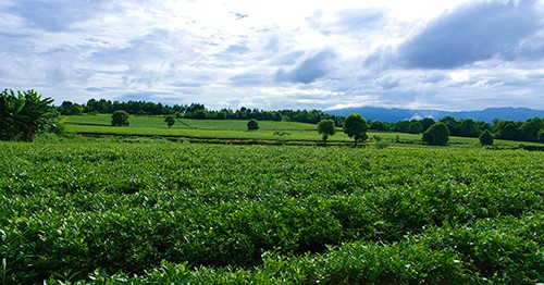 茶園風光