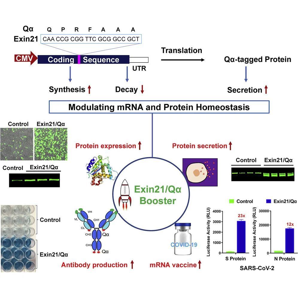 為mRNA及蛋白療法掃除障礙 胡文輝團(tuán)隊(duì)開發(fā)穩(wěn)定mRNA并促進(jìn)其表達(dá)的新技術(shù)